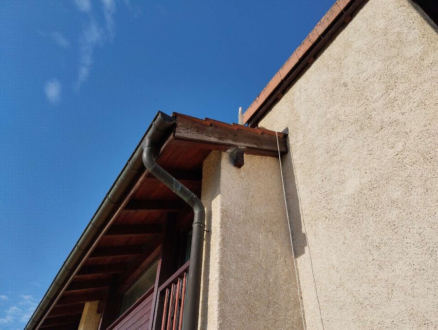 Relocate bees & remove bee nest