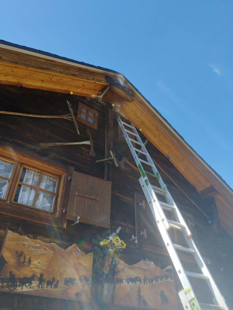 Relocate bees & remove bee nest