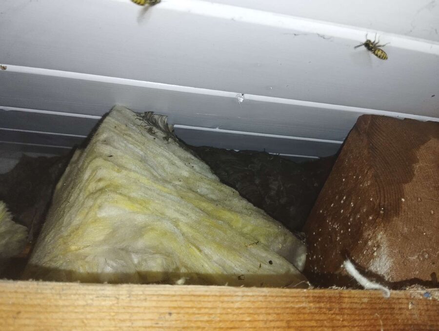 Bee nest at the house remove