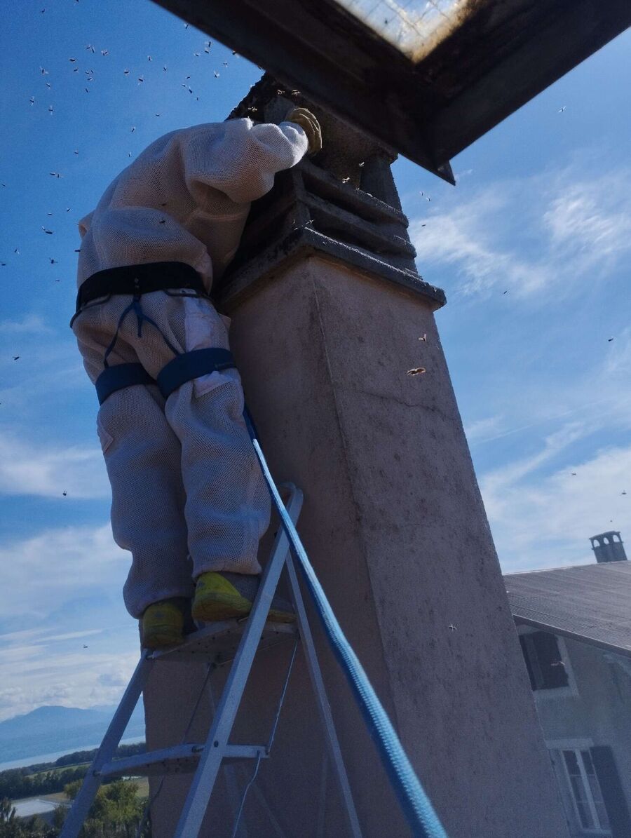 Relocate bees & remove bee nest