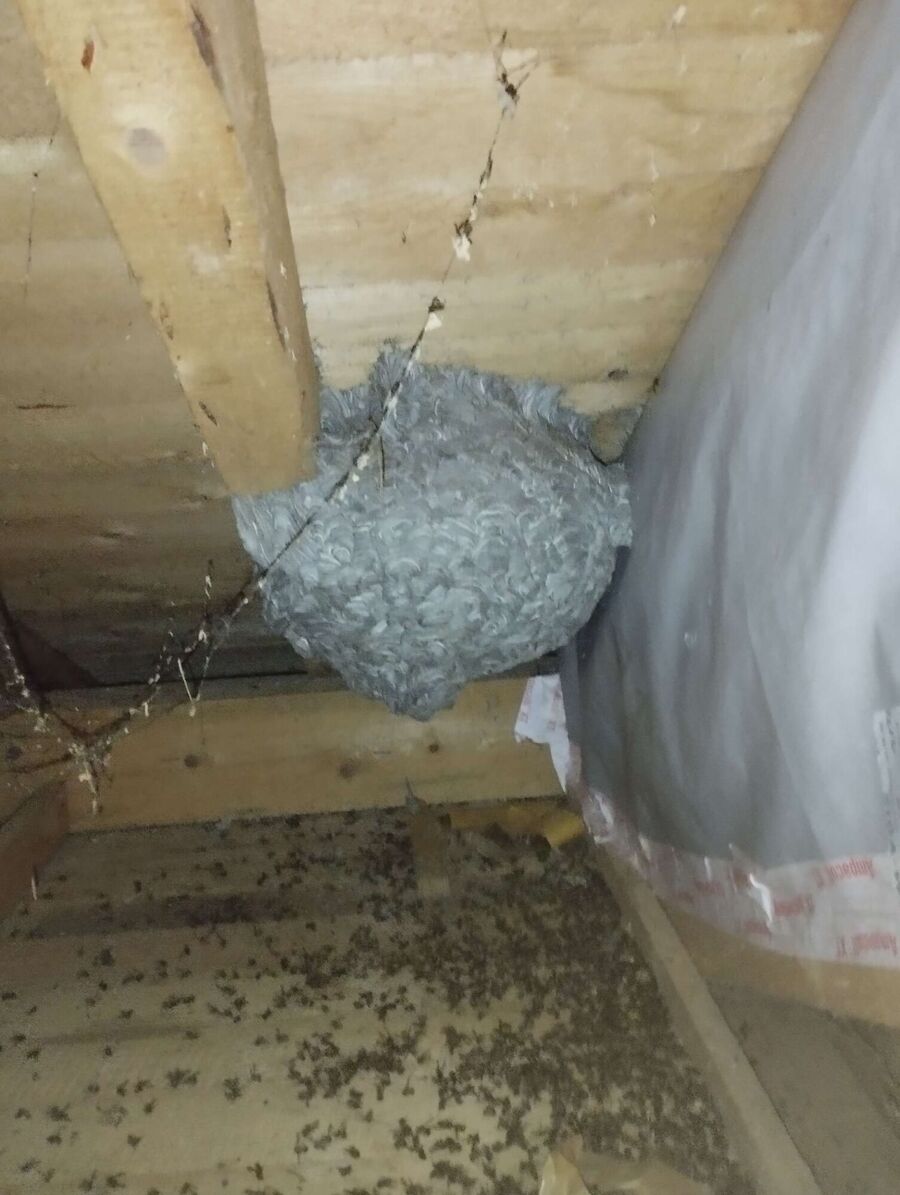 Relocate bees & remove bee nest