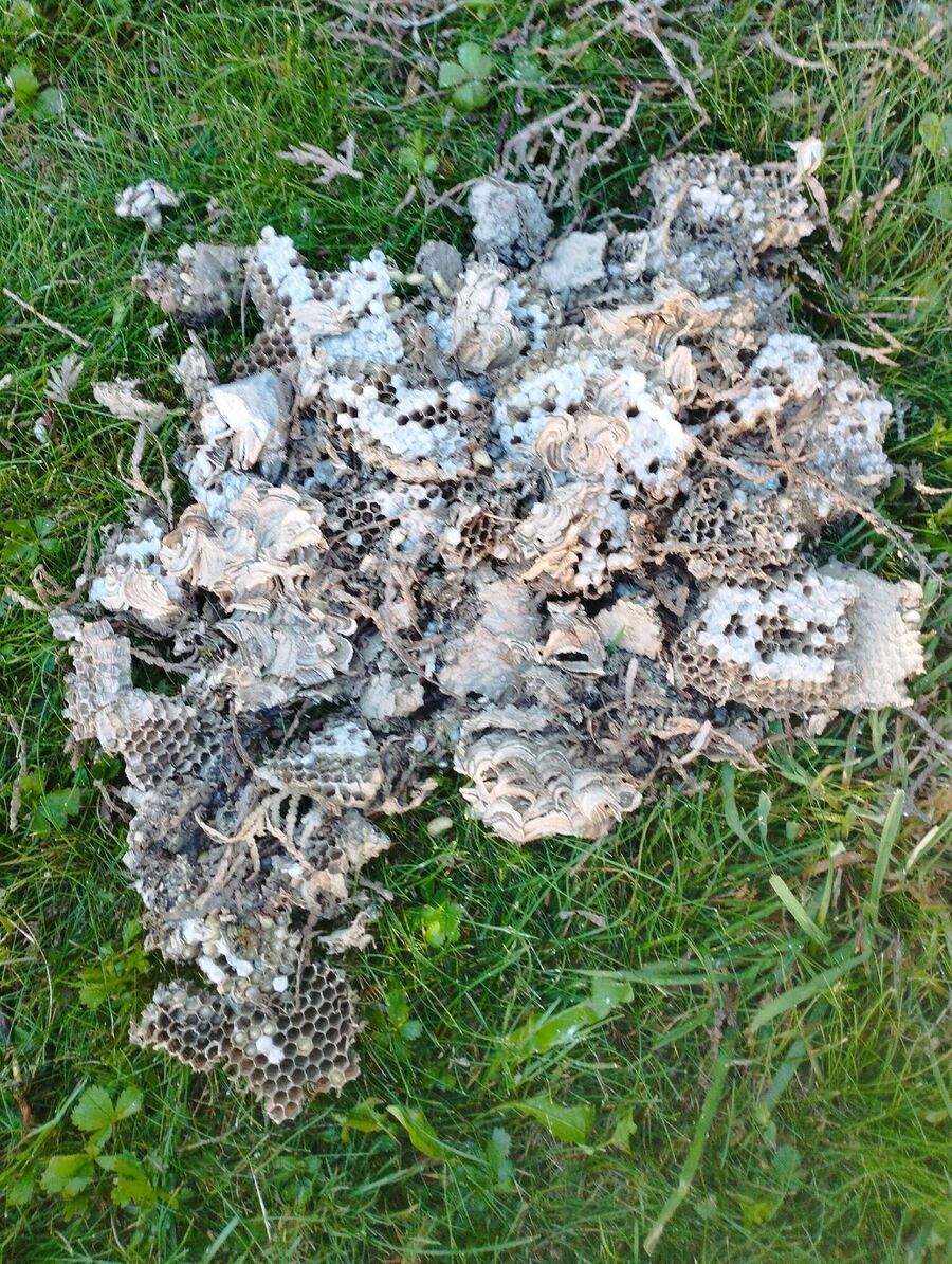 Relocate bees & remove bee nest