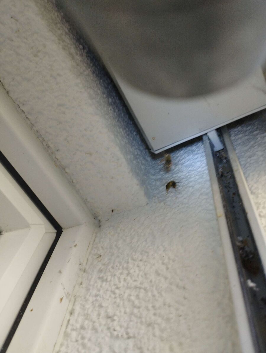 Bee nest at the house remove