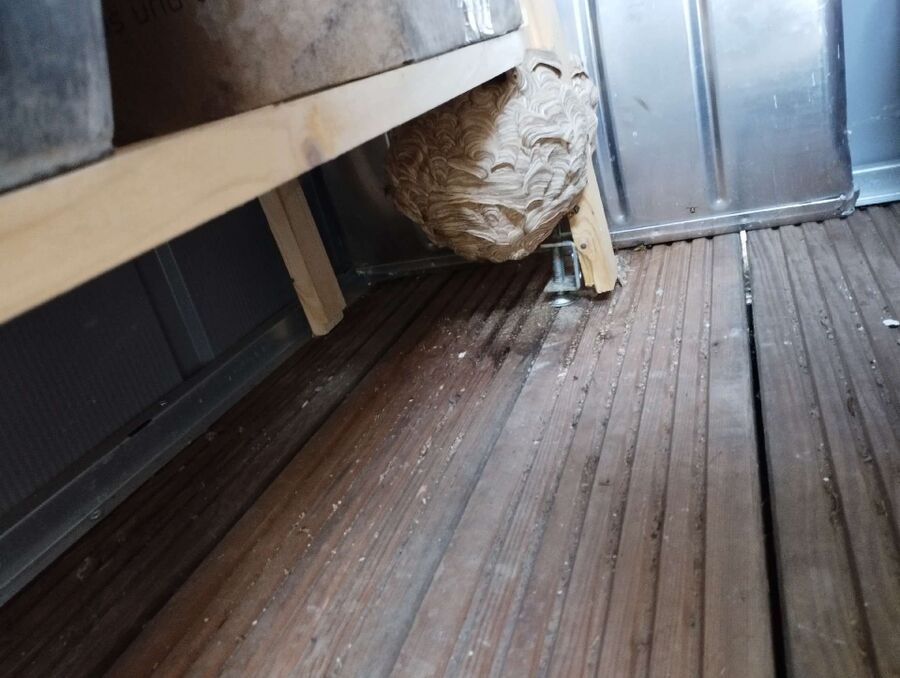 Relocate bees & remove bee nest