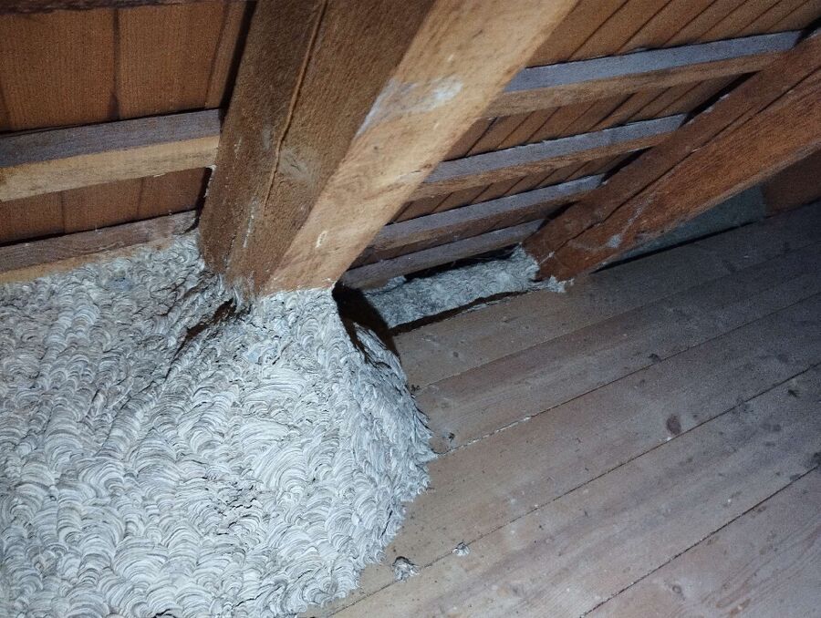 Bee nest at the house remove