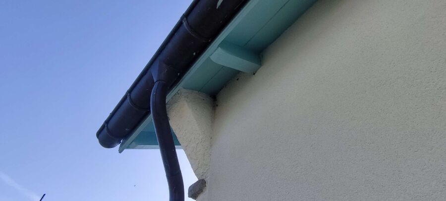 Relocate bees & remove bee nest