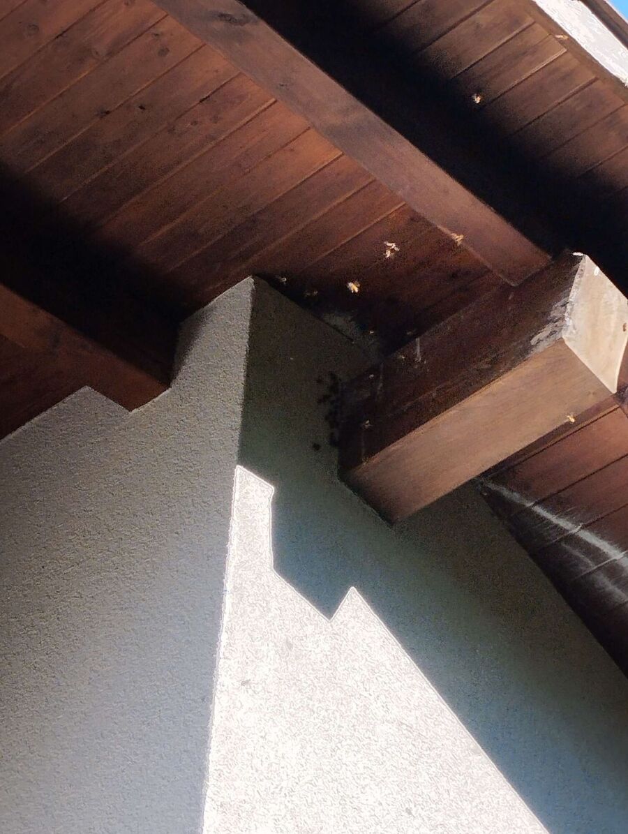 Relocate bees & remove bee nest