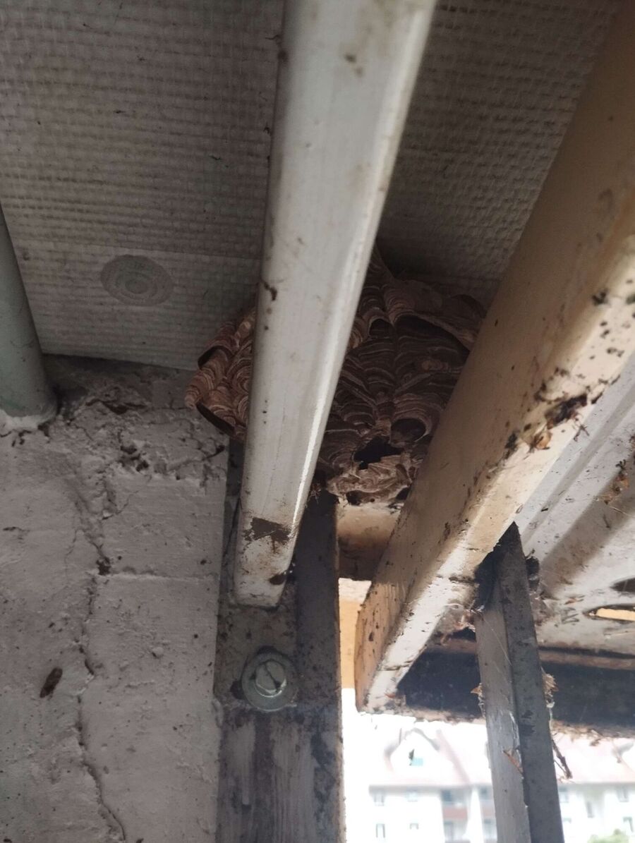 Bee nest at the house remove