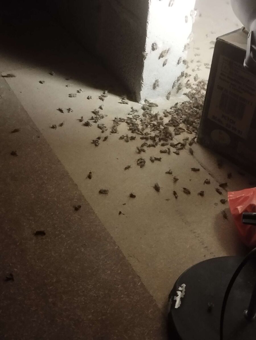 Bee nest at the house remove