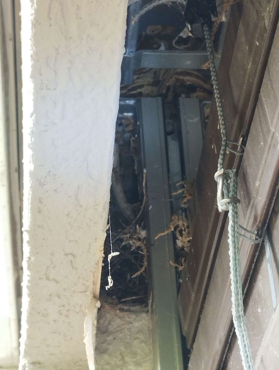 Bee nest at the house remove