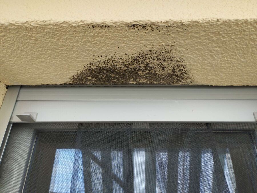 Bee nest at the house remove