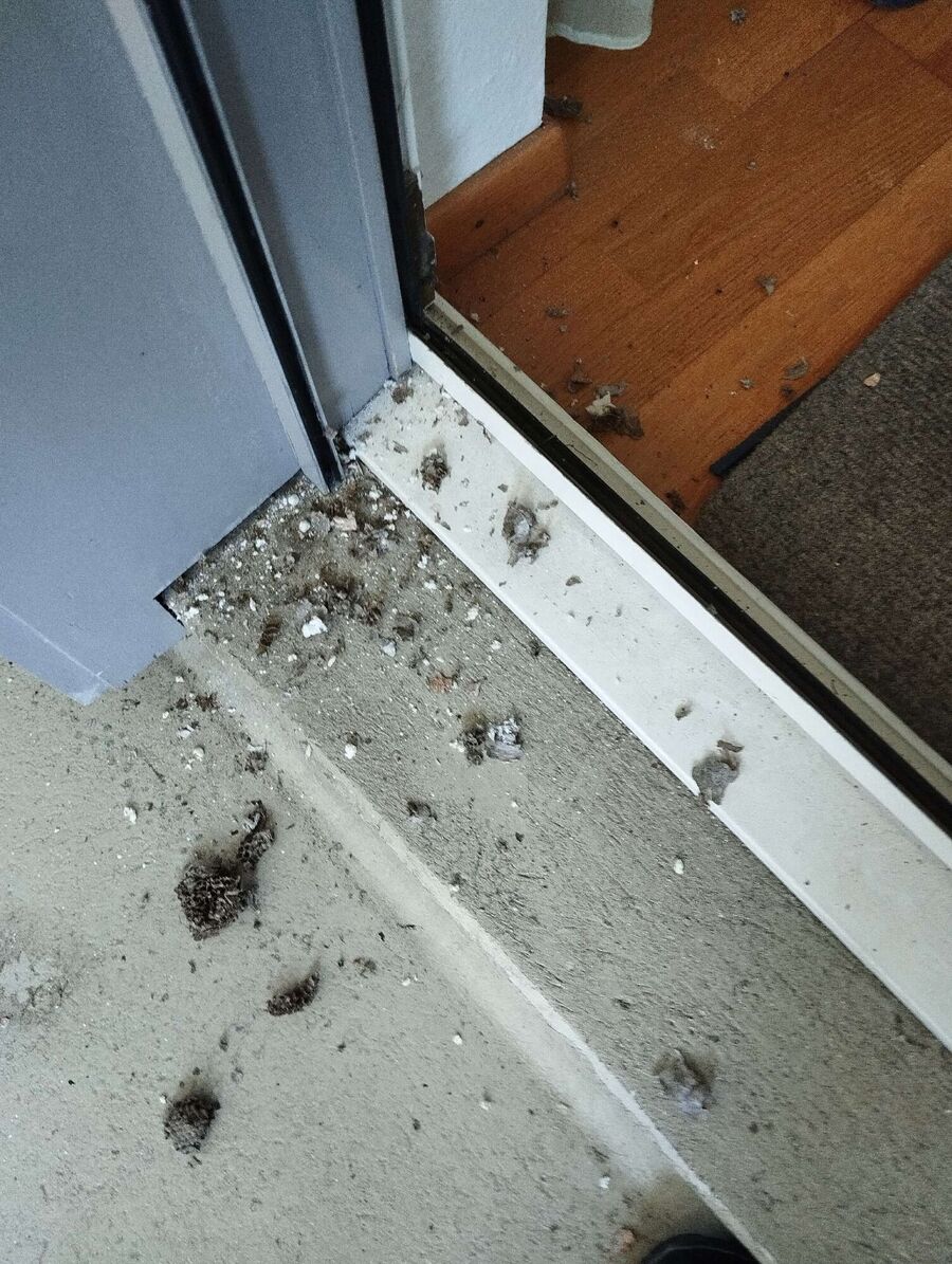 Bee nest at the house remove