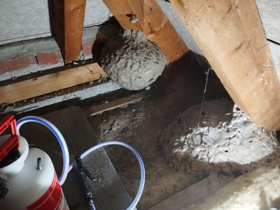 Bee nest at the house remove