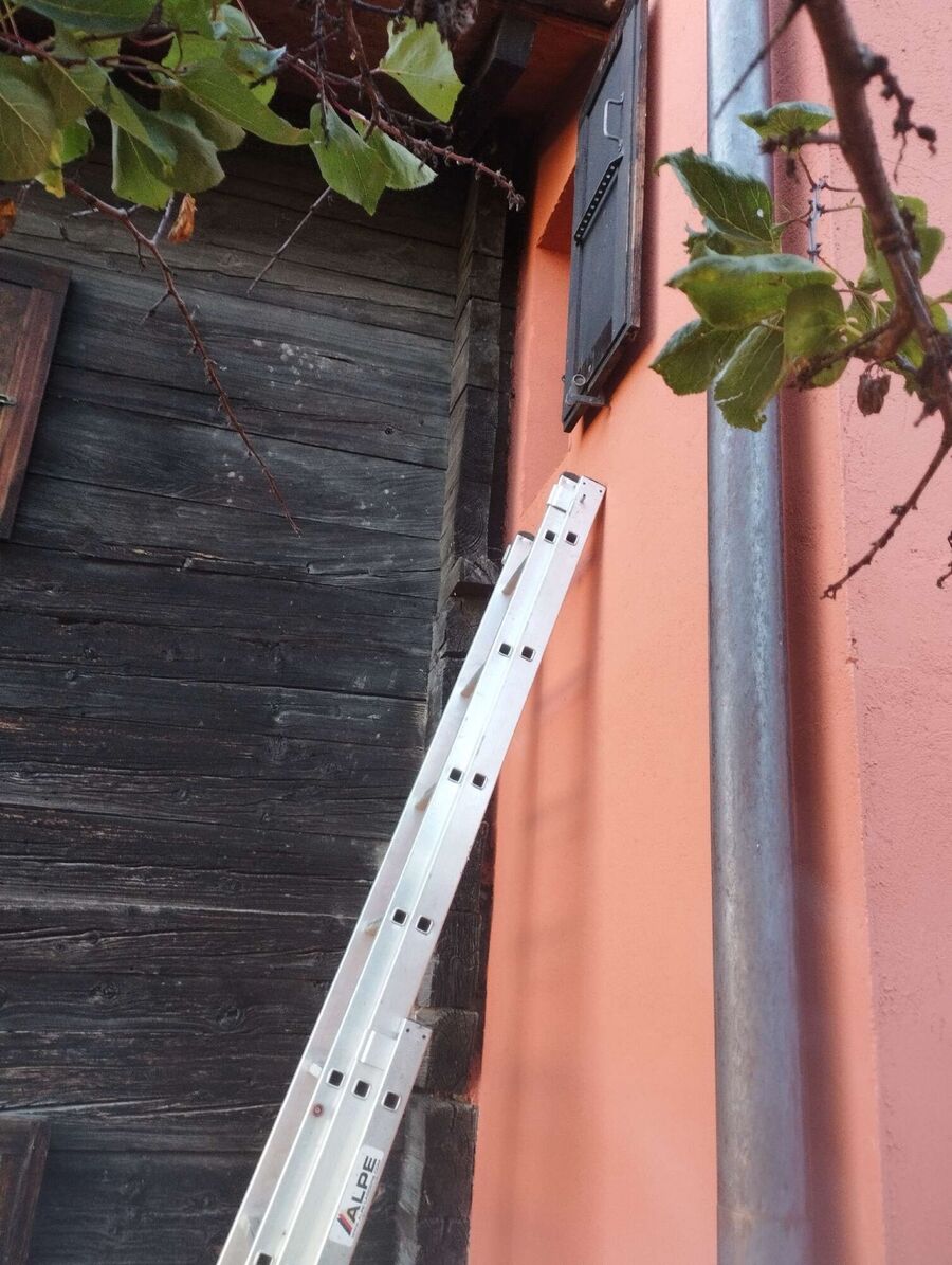 Relocate bees & remove bee nest