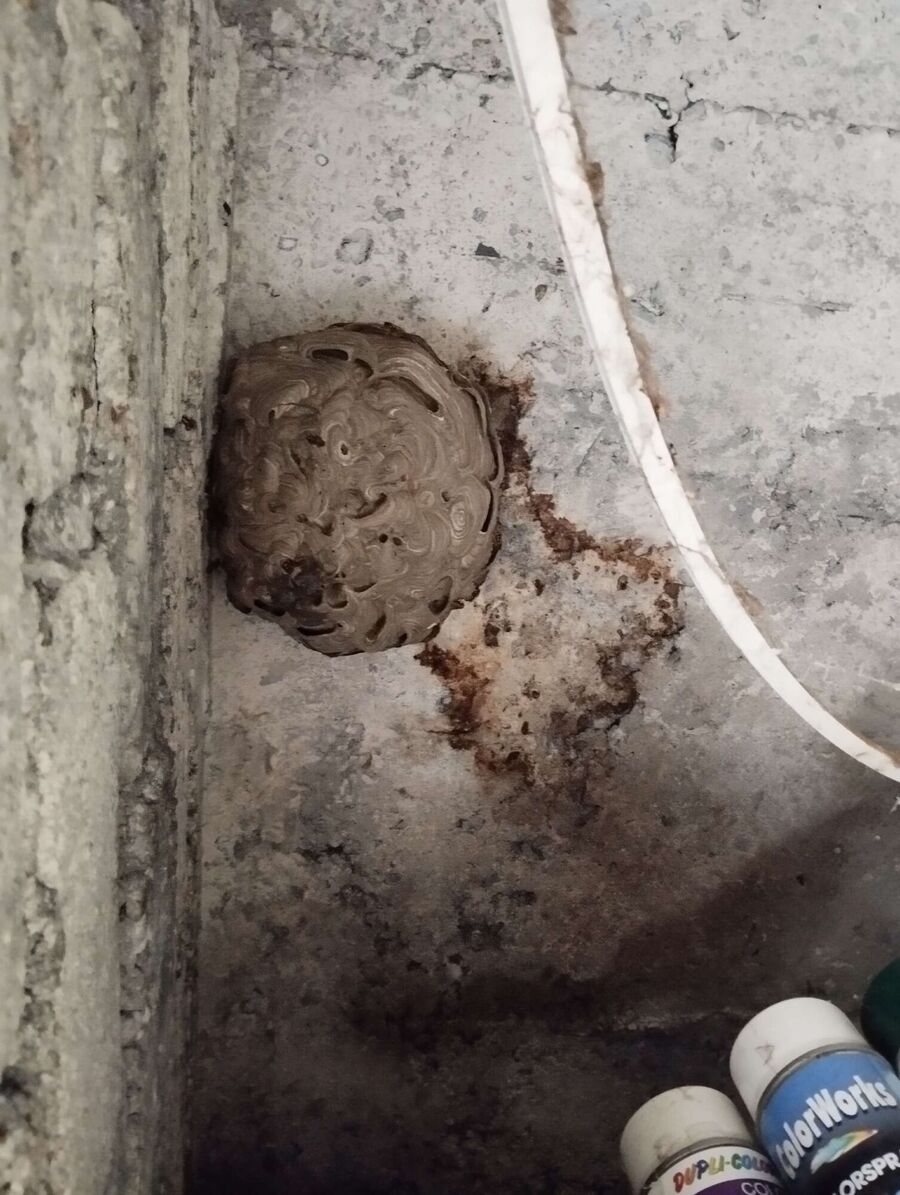 Bee nest at the house remove