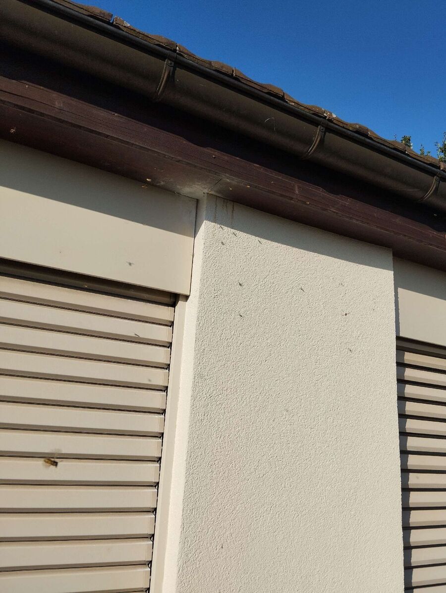 Bee nest at the house remove