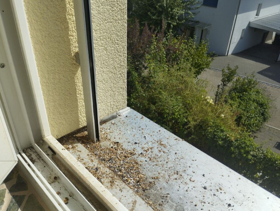 Remove bee nest