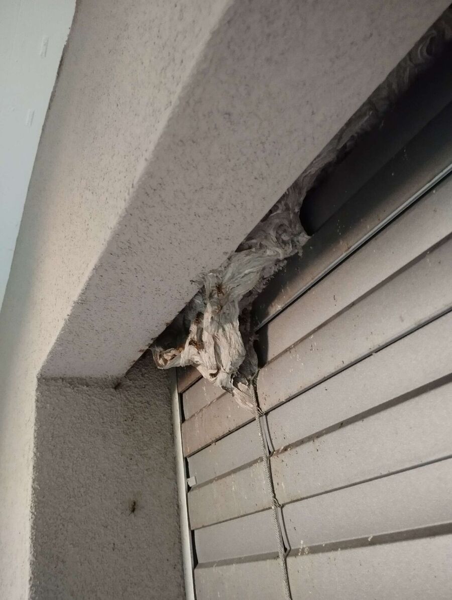 Bee nest at the house remove