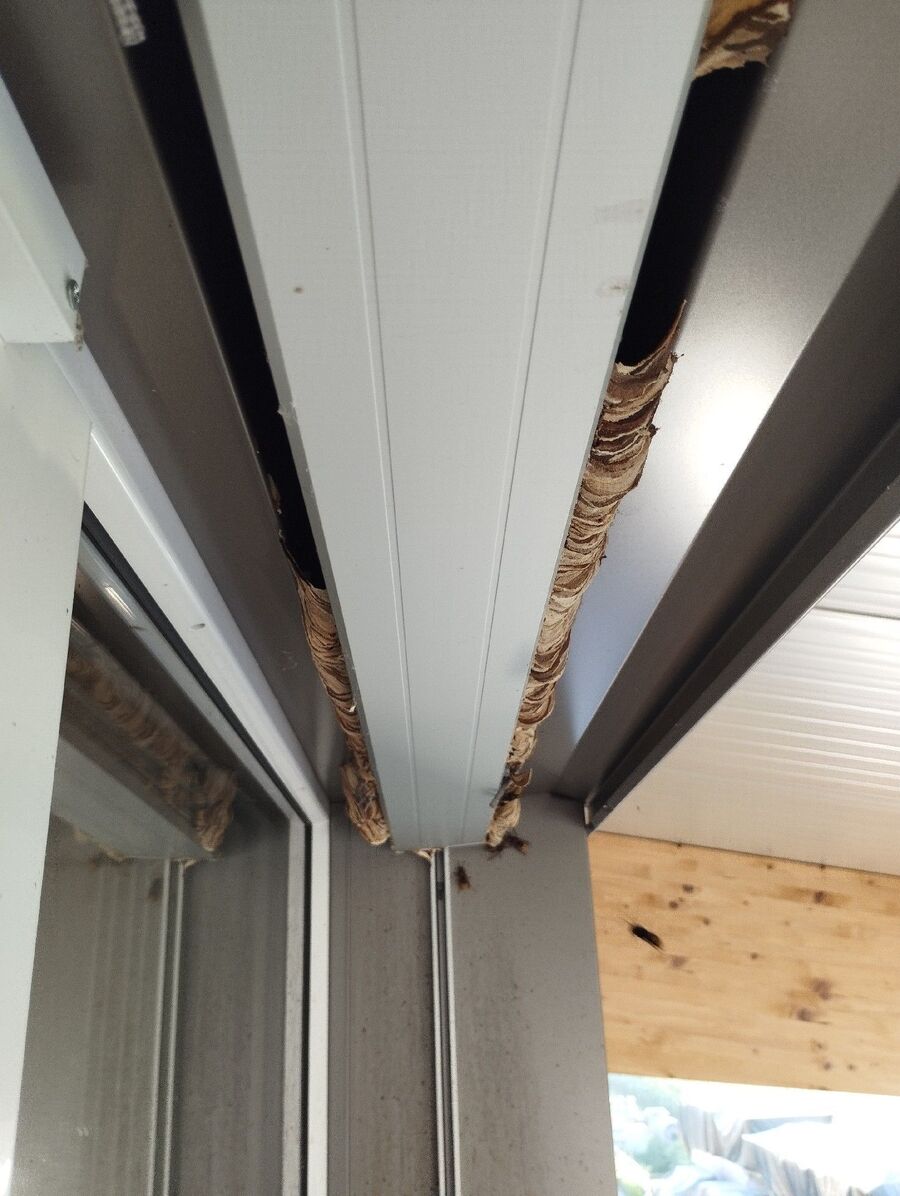 Relocate bees & remove bee nest