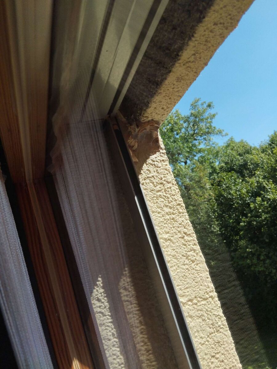 Bee nest at the house remove