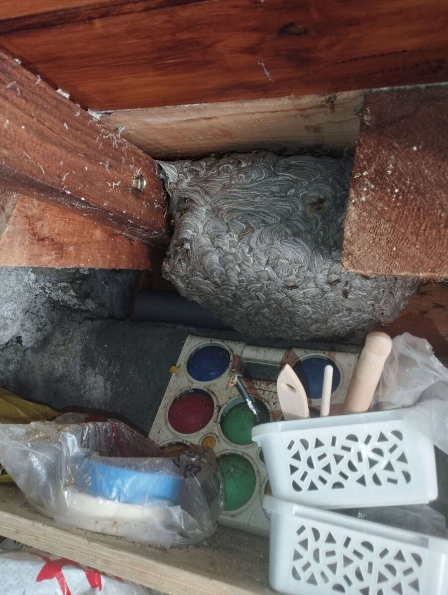 Relocate bees & remove bee nest