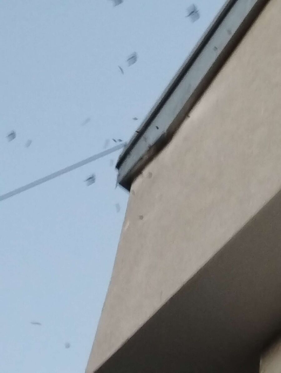 Relocate bees & remove bee nest