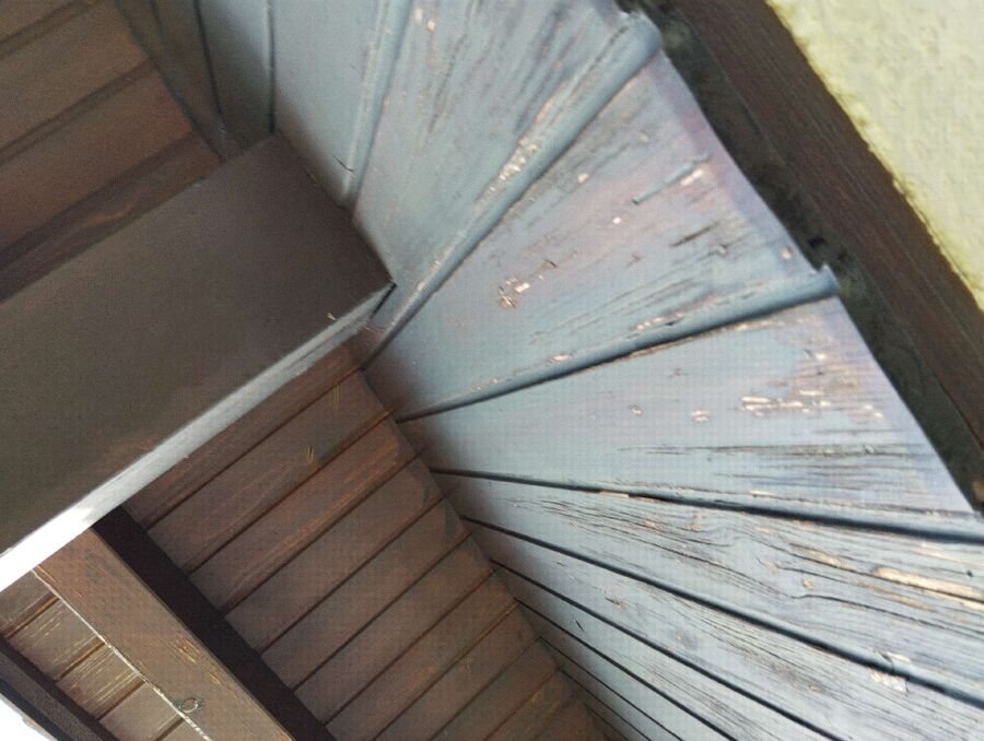 Relocate bees & remove bee nest