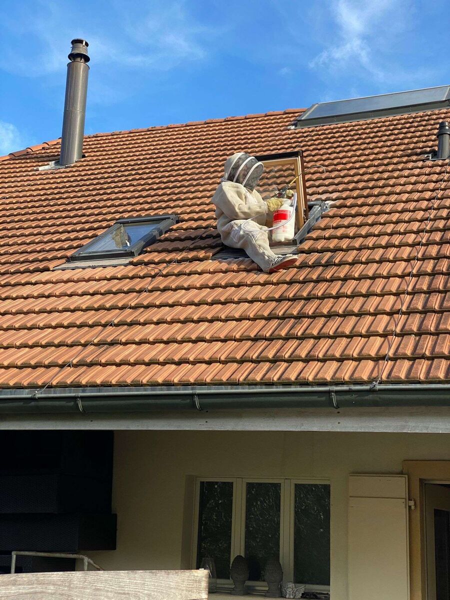 Relocate bees & remove bee nest