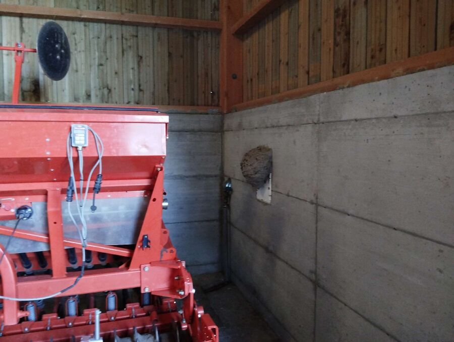 Relocate bees & remove bee nest