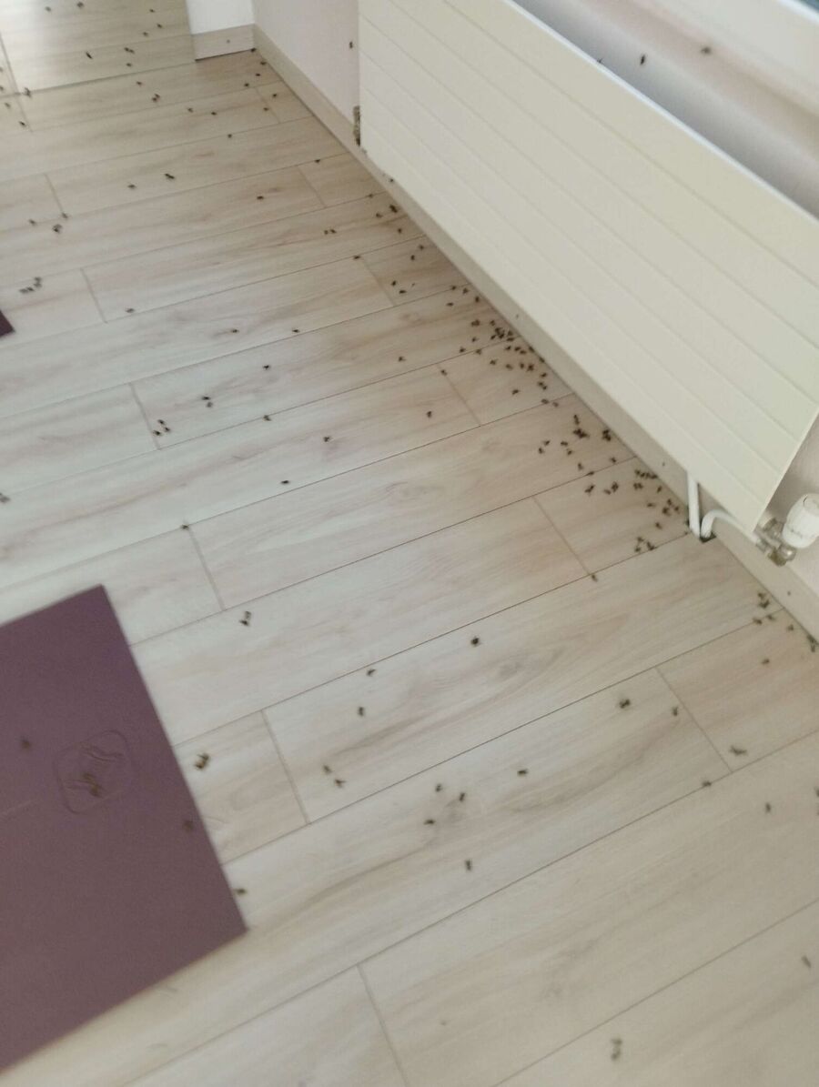 Bee nest at the house remove