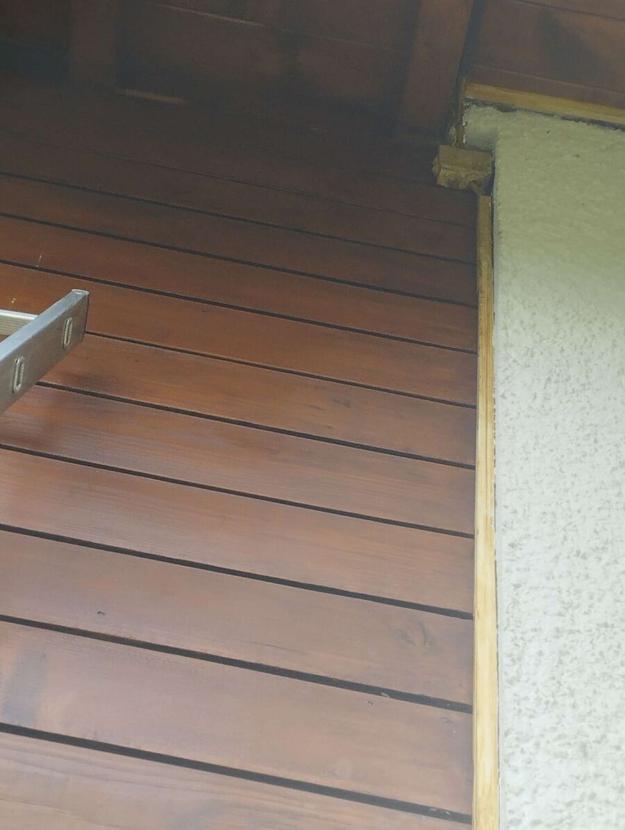 Relocate bees & remove bee nest