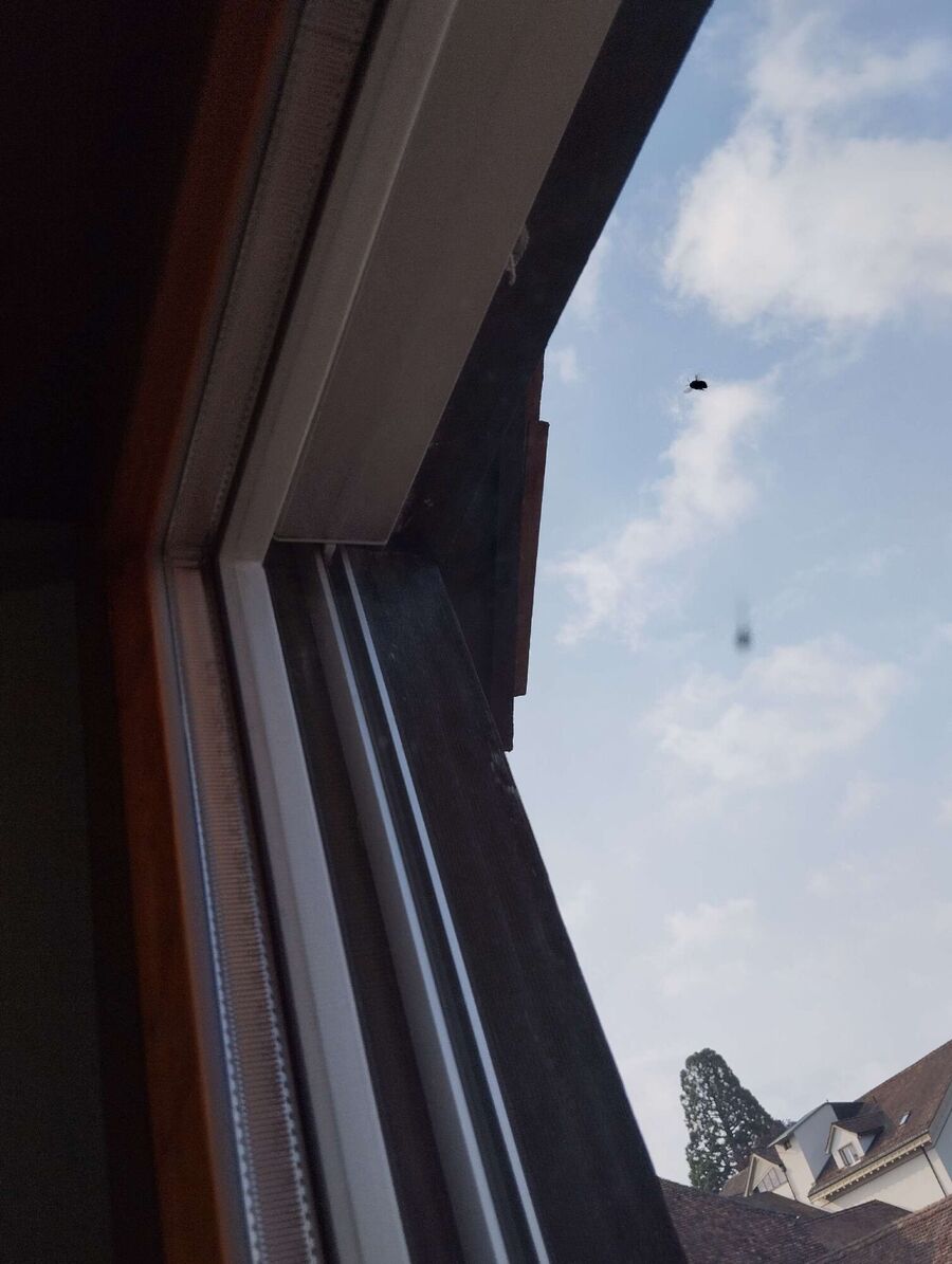 Bee nest at the house remove