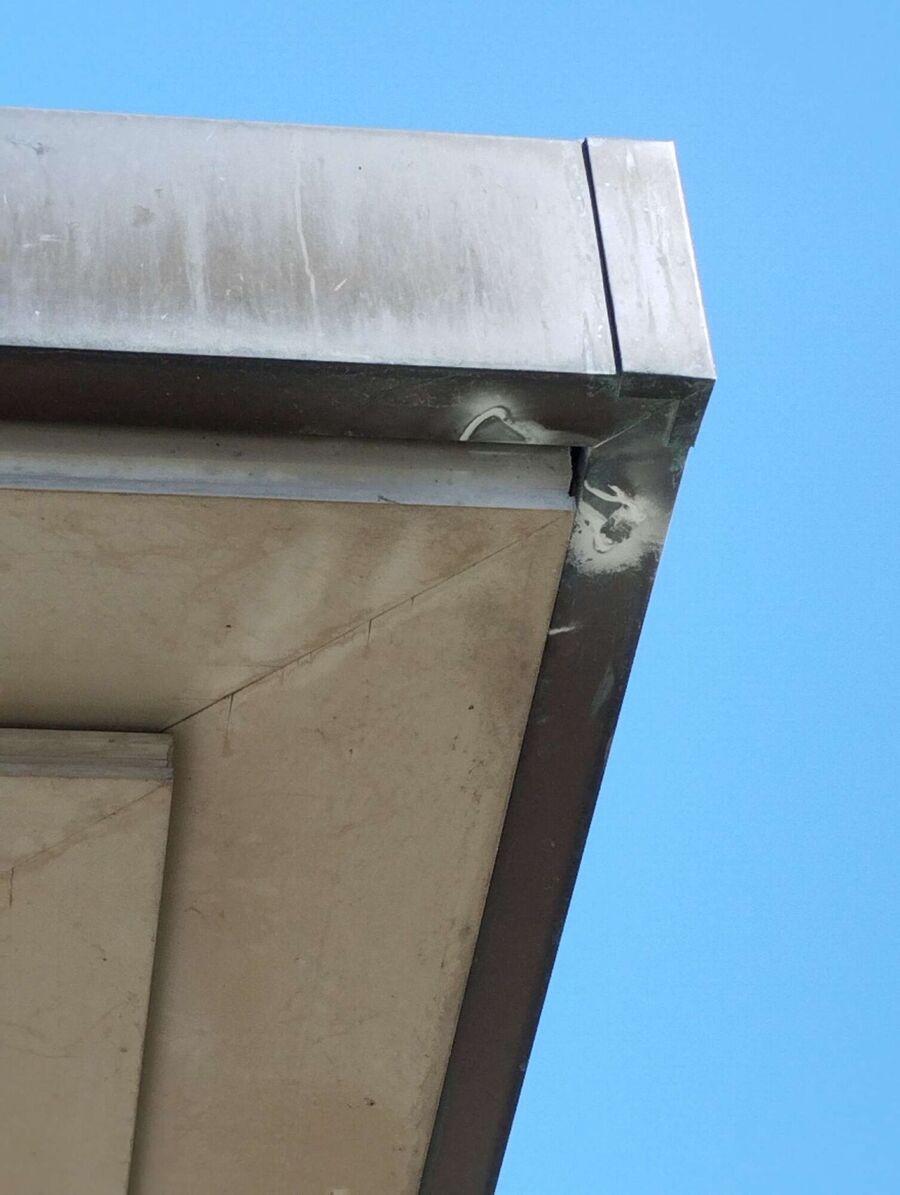 Relocate bees & remove bee nest