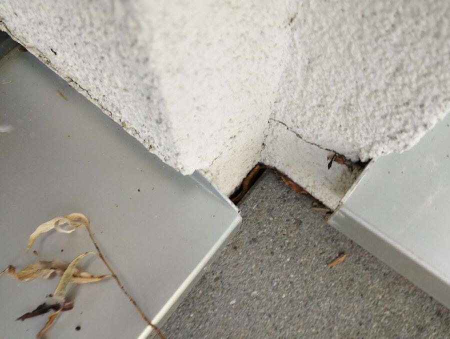 Relocate bees & remove bee nest