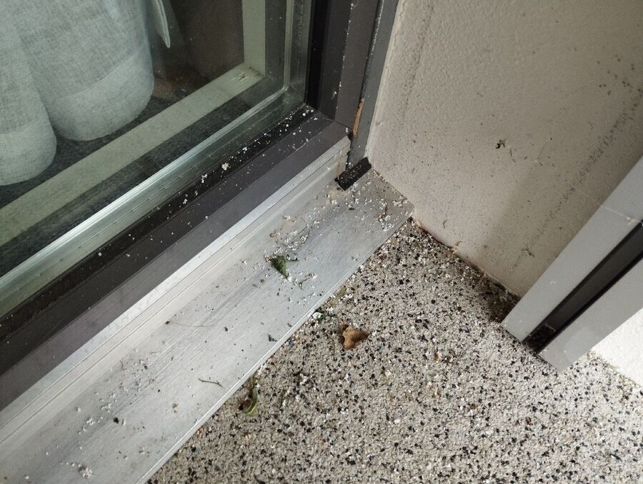 Bee nest at the house remove