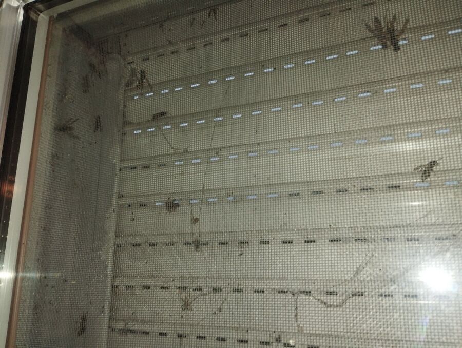 Bee nest at the house remove