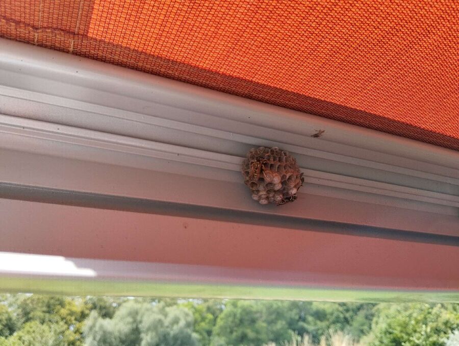 Relocate bees & remove bee nest