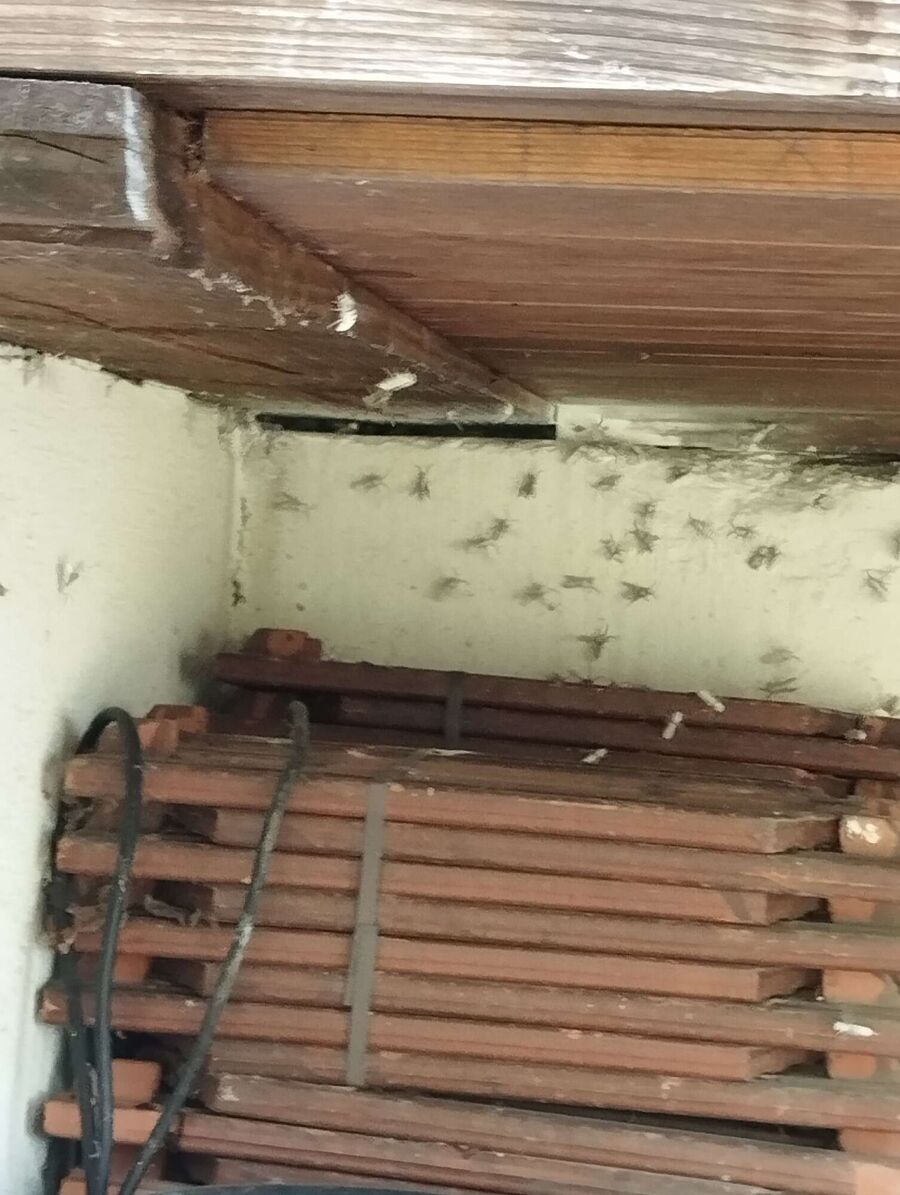 Bee nest at the house remove