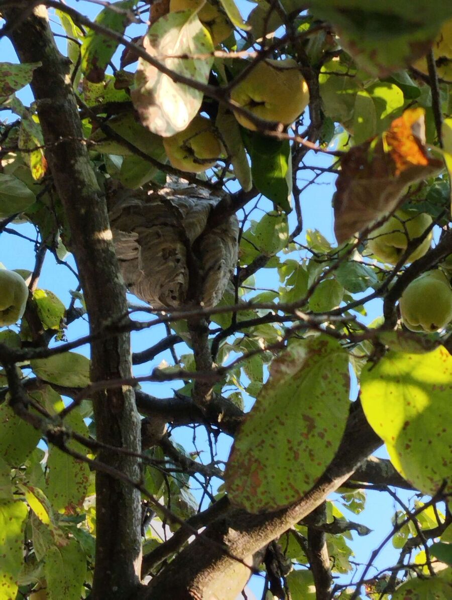 Relocate bees & remove bee nest