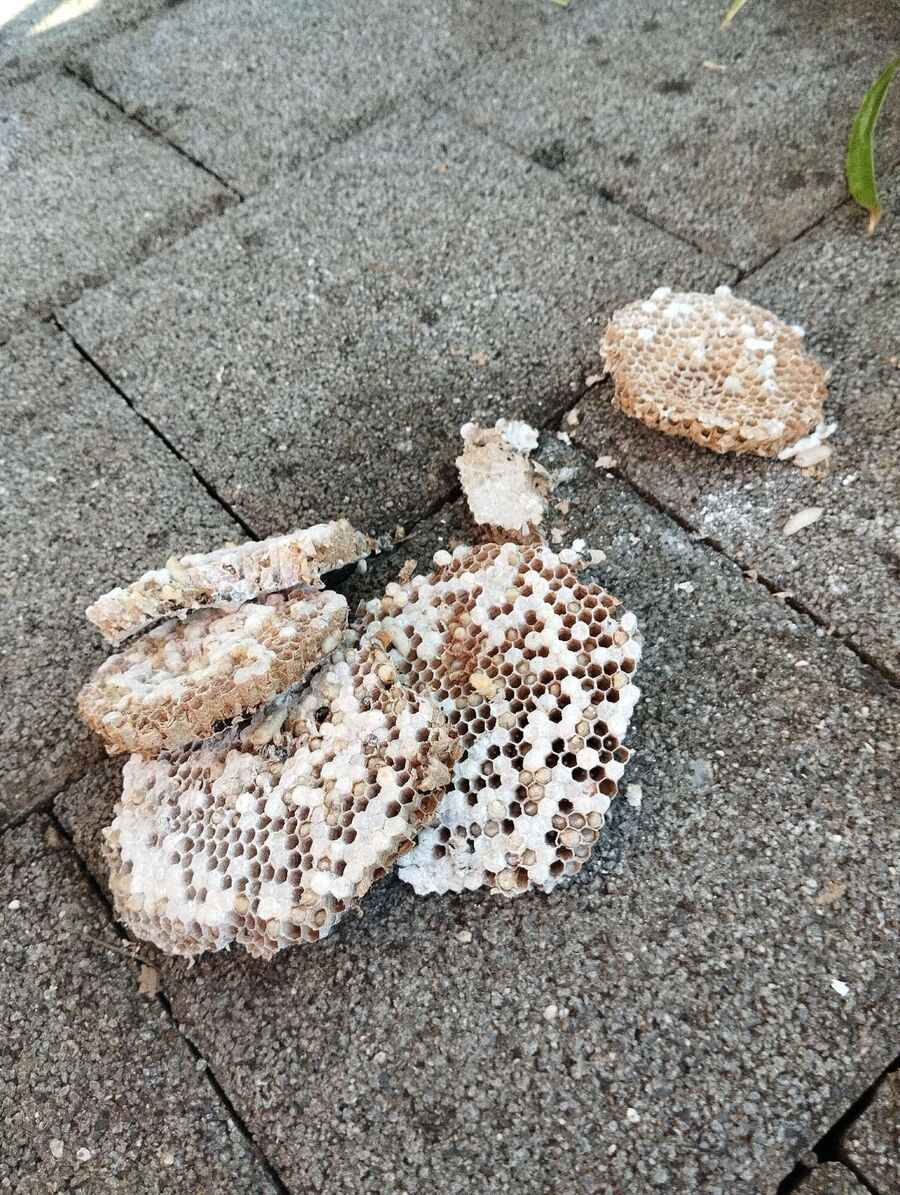 Bee nest at the house remove