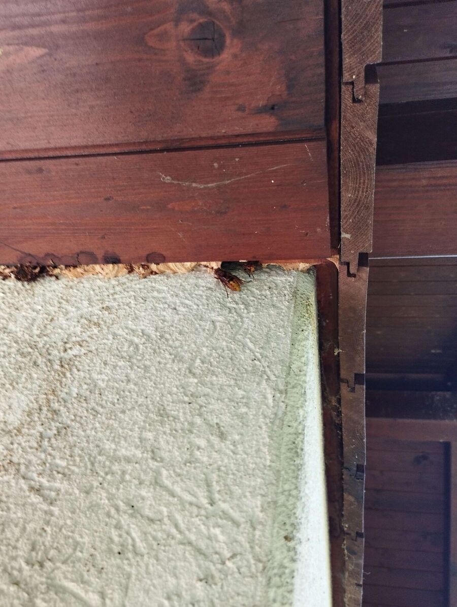 Bee nest at the house remove