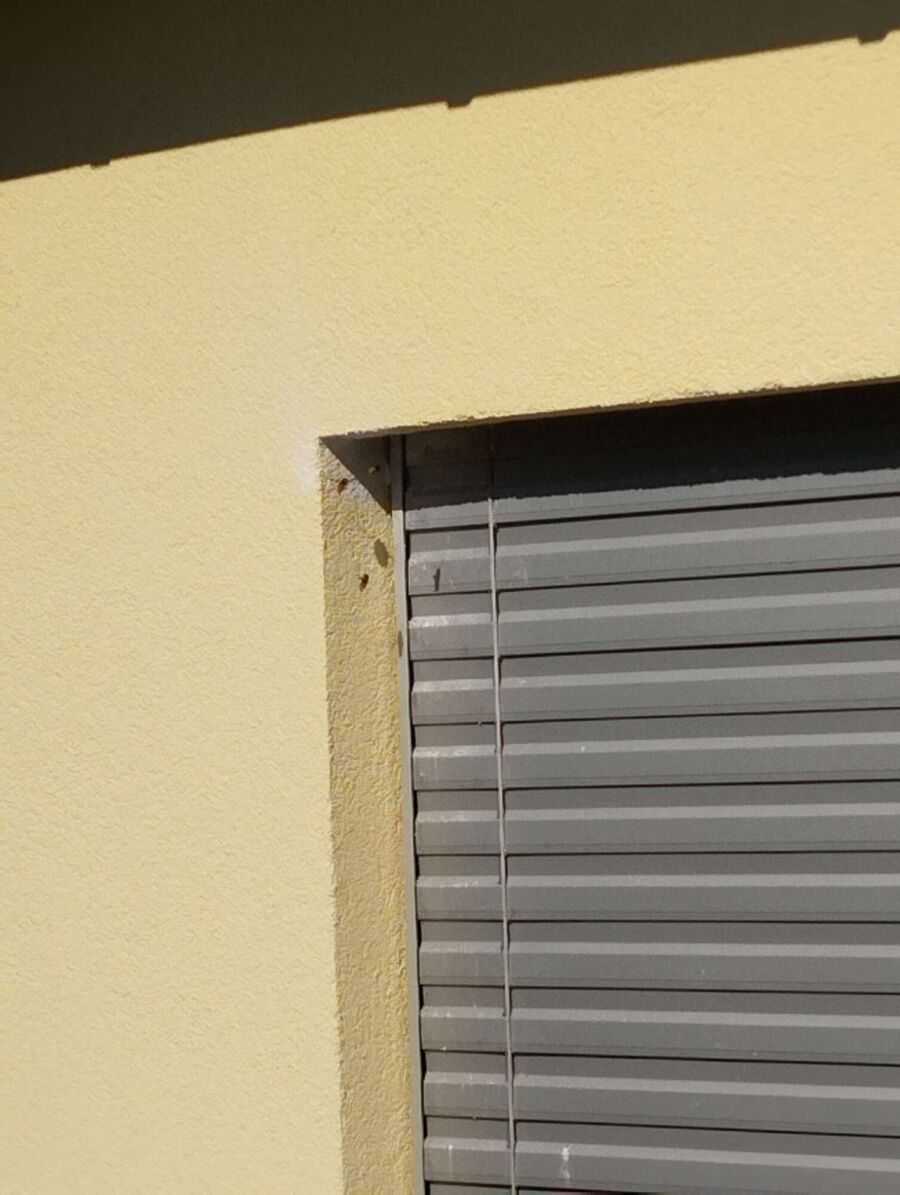 Relocate bees & remove bee nest