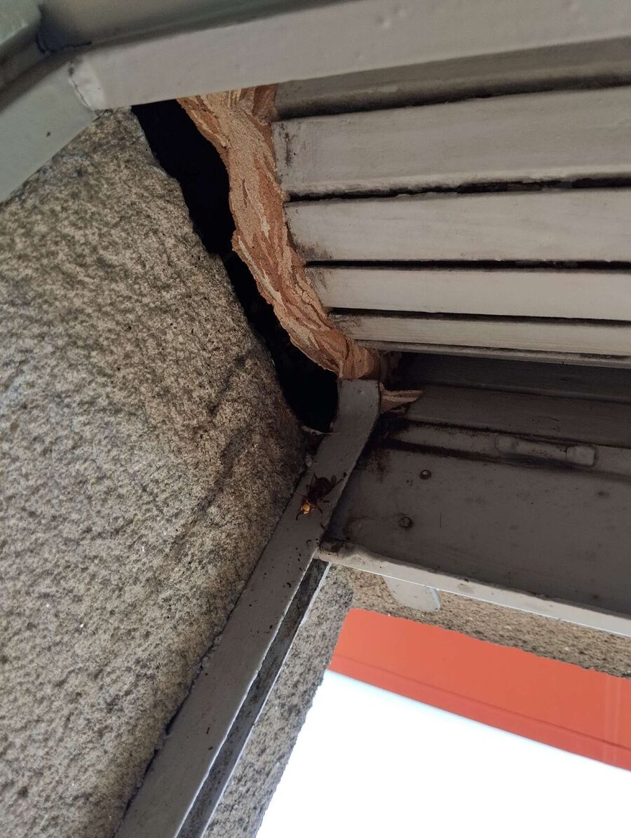 Bee nest at the house remove