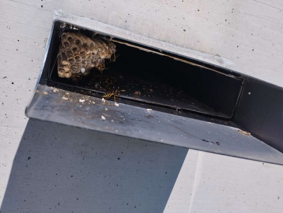 Bee nest at the house remove