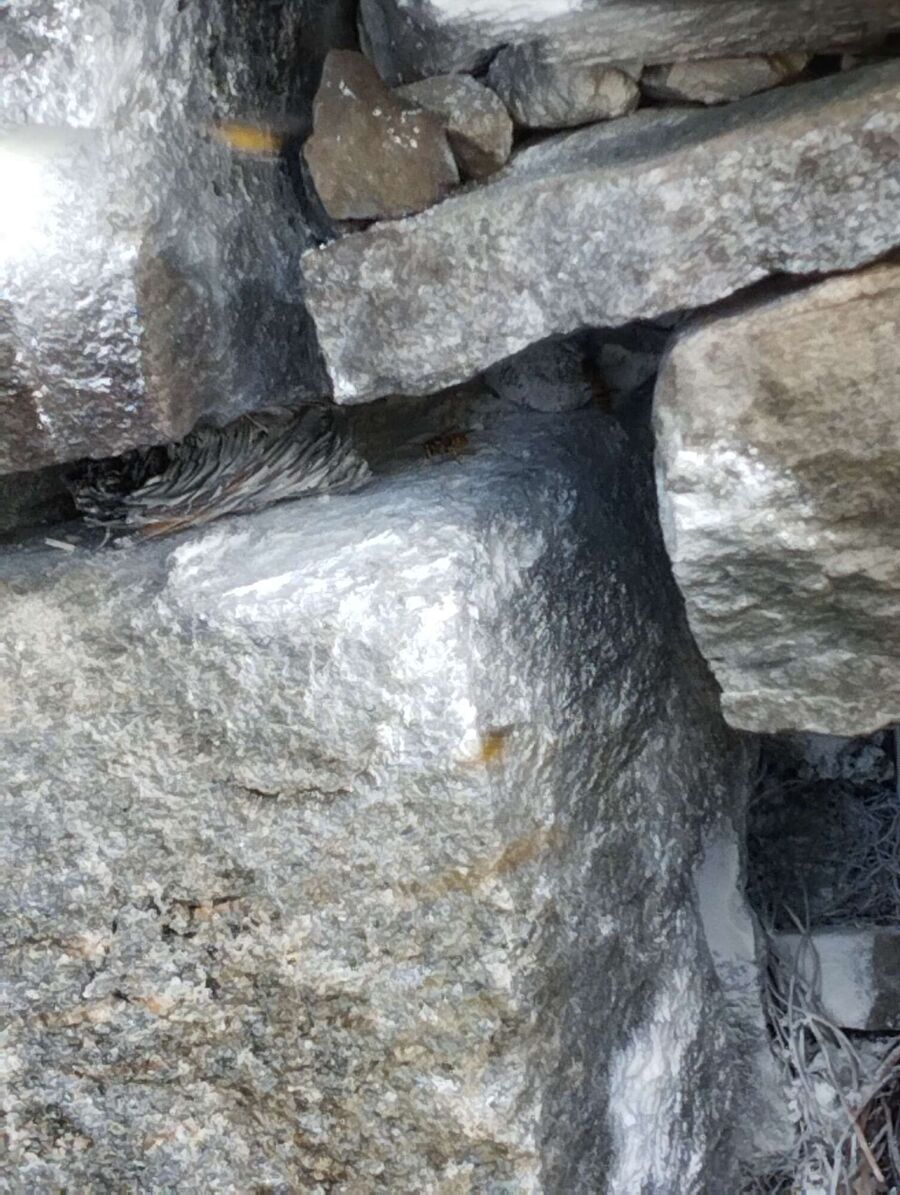 Relocate bees & remove bee nest