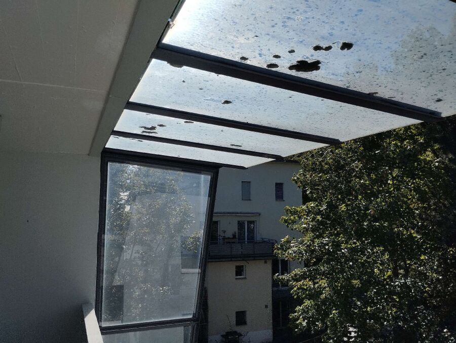 Relocate bees & remove bee nest