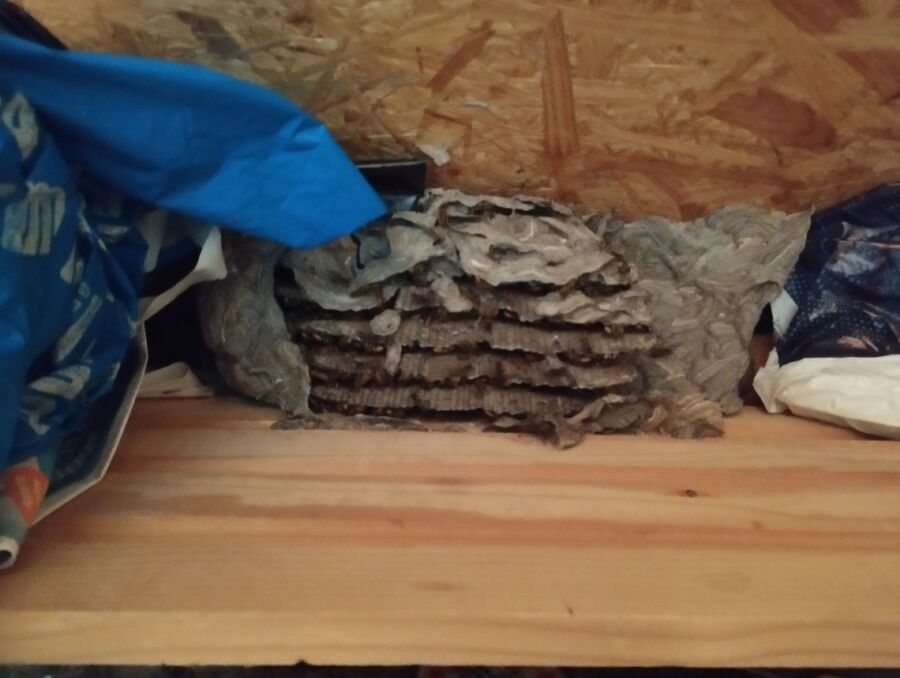 Bee nest at the house remove