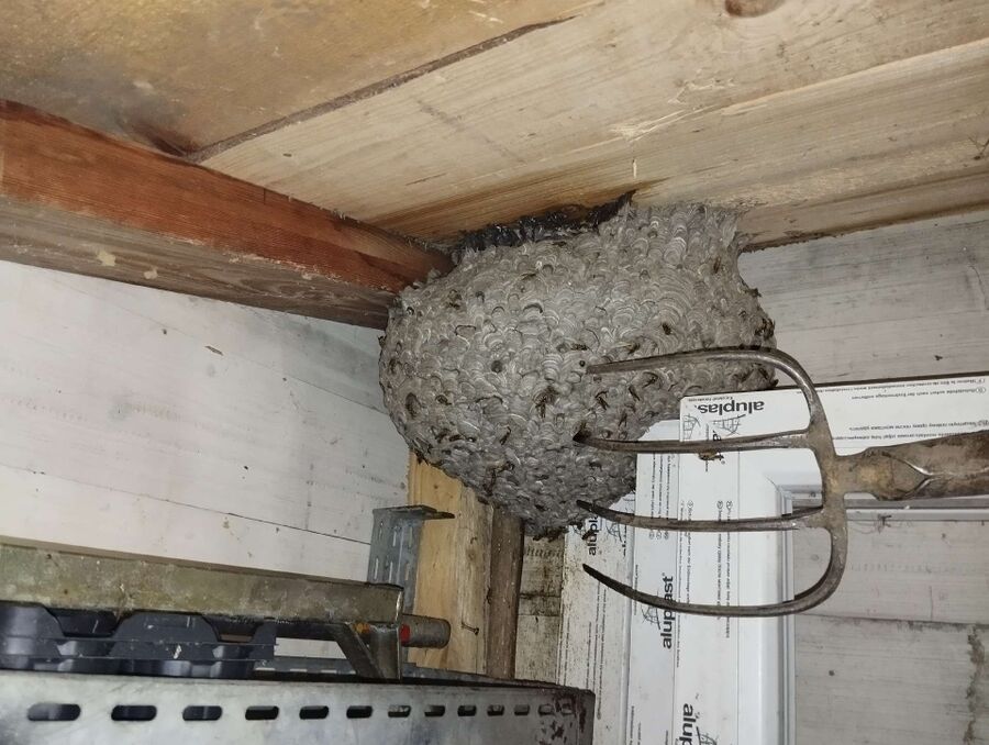 Relocate bees & remove bee nest