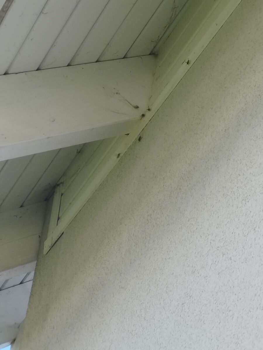 Bee nest at the house remove