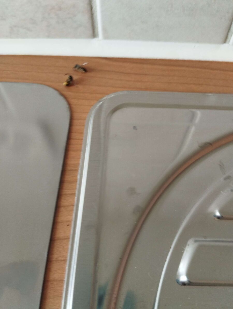 Bee nest at the house remove